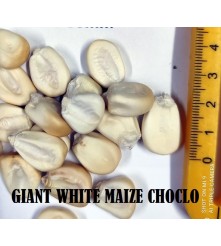 GIANT WHITE MAIZE CHOCLO 5KG