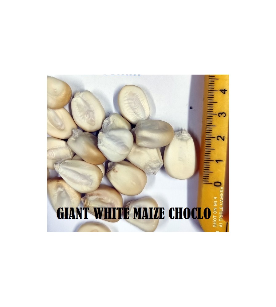 GIANT WHITE MAIZE CHOCLO 1KG